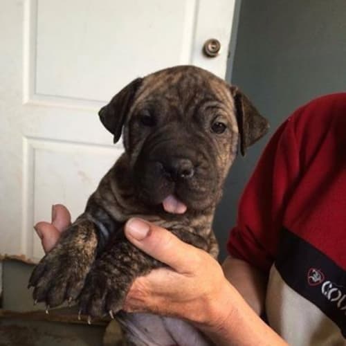 Nova! 6 week old female puppy