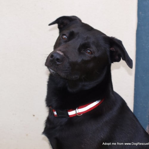 Millie ~ kelpie (On Trial 22/8/14)