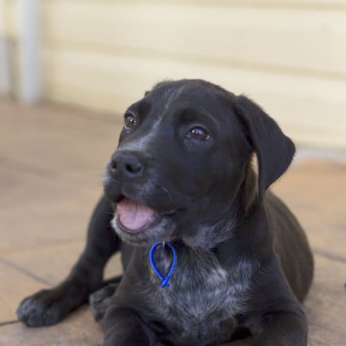 Puppy Dynamo (On Trial ~25/9/14)