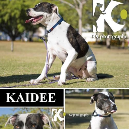 Kaidee