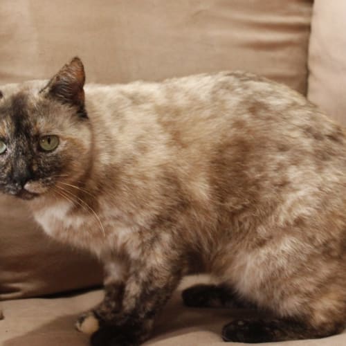Cinnamon