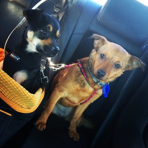 Tilly (On Trial 28/9/14)