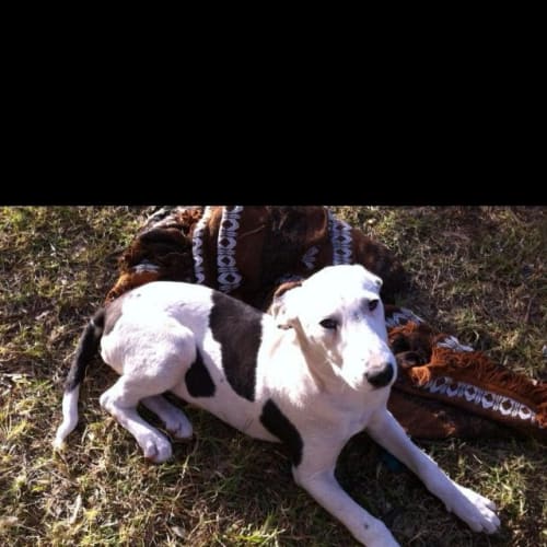 Daisy (Greyhound Puppy)