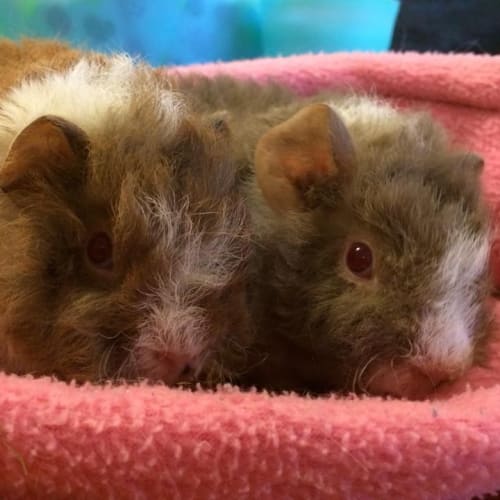 Carla and Caramel
