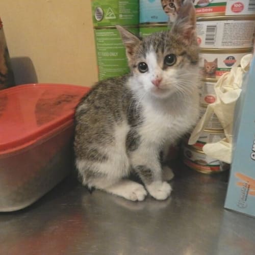 No photo for Loving Grant Is In The Pound And Needs A Home