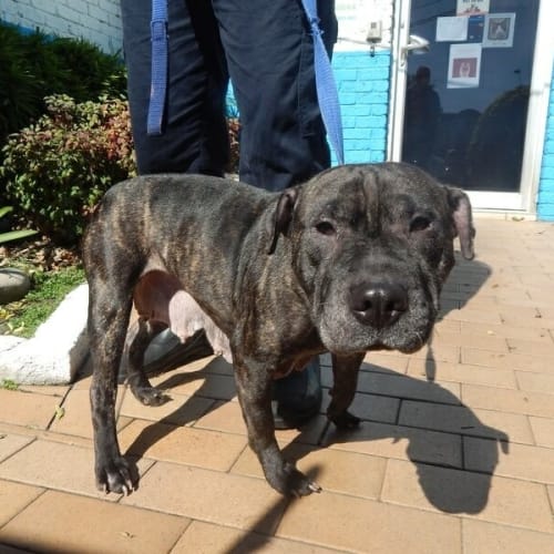 No photo for Precious Sally Needs To Be Saved From Pound