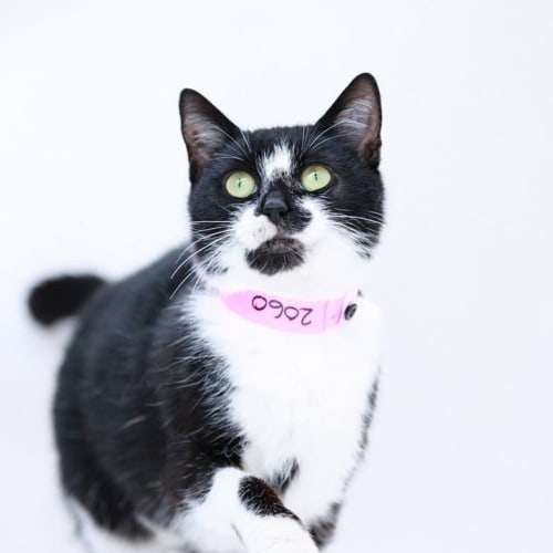 "Penzance (Penny)" - Purrfect Match