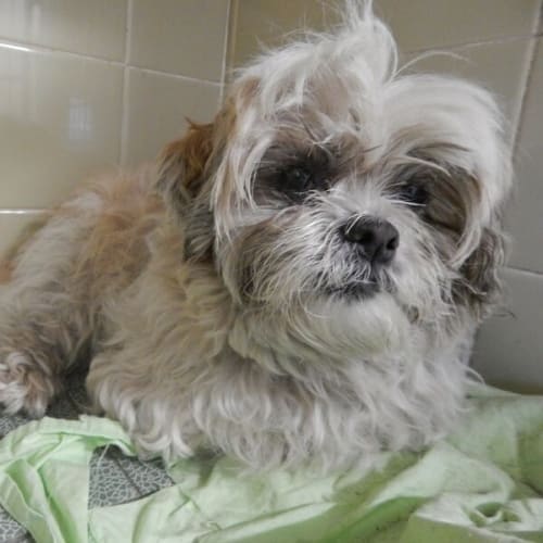 No photo for Sweet Olive Lings To Be Saved From The Pound