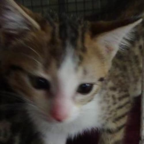 Delilah