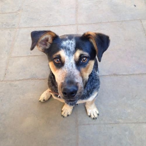 Bluey