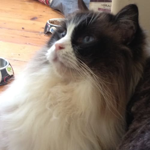 Finn