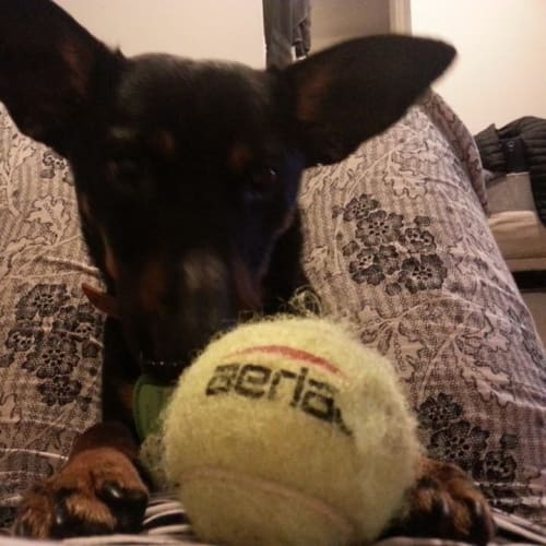 Monty