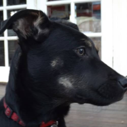 Tinkerbell the wonder dog good with cats rabbits