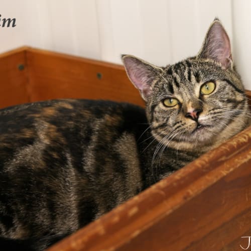 Kim - Pet Stock