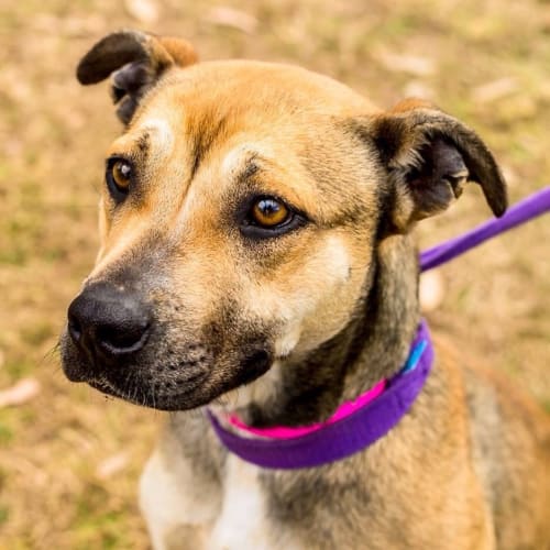 No photo for Bella  Rose ** A Loyal Loving Girl **
