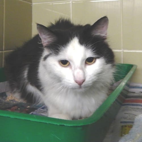 No photo for Sweet April Hopes She Is Saved From Pound