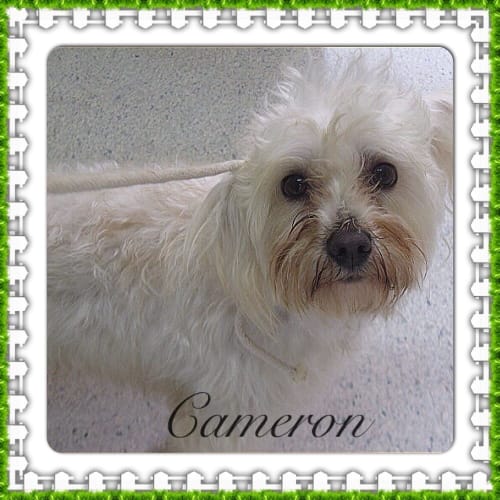 No photo for Cameron ** A Sweet Loving Boy **