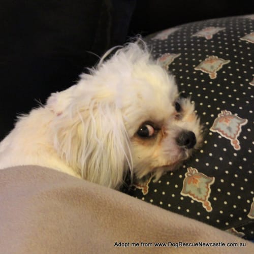 Paris and Maddi (On Trial 11/10~ pair of shih tzus