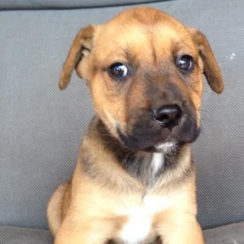 Reebo (adoption pending)