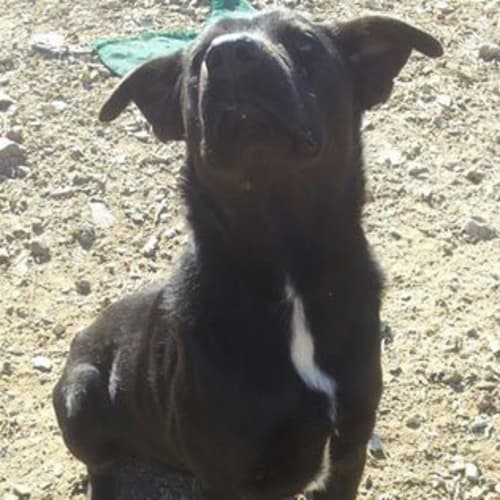 Sparky (adoption pending)