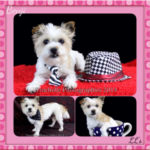 Benji ~ only $275 until sept 23