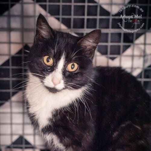 Tux