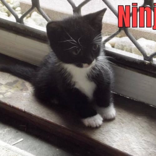 Ninja  Kitten Kapers Rescue