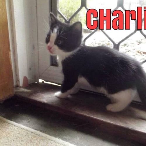 Charlie  Kitten Kapers Rescue