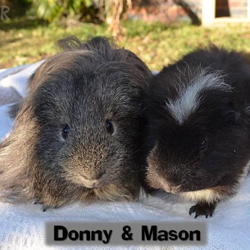 Donny and Mason