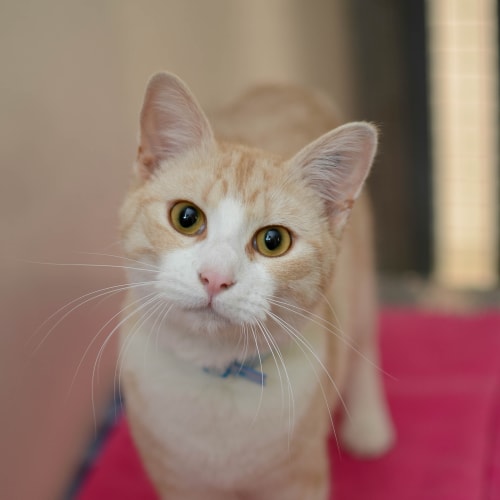 Garfield