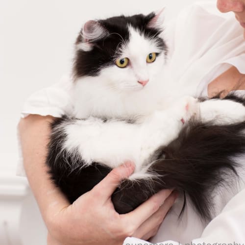 "Mia"  - Purrfect Match