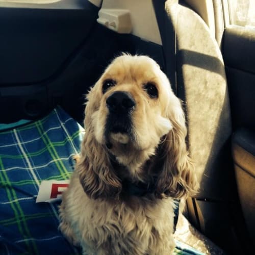 Buddy 