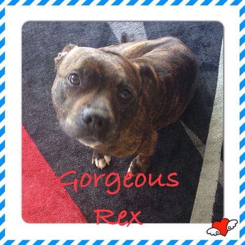 No photo for Rex ** A Loyal Boy Who You Will Adore **