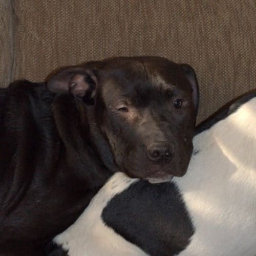 No photo for Turbo ** Just An Angel Of A Pup **