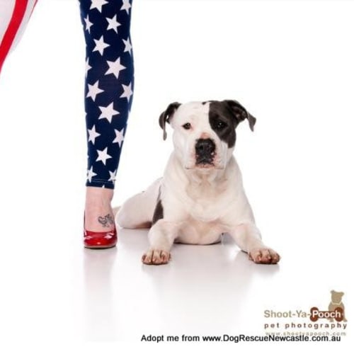 Daisy (On Trial 6/12/14)~ purebred American Staffy