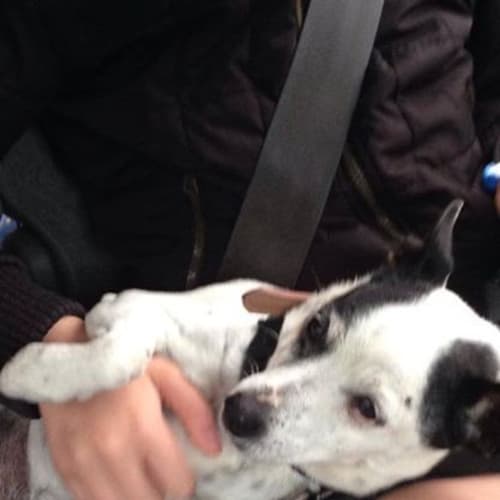 Dobbie