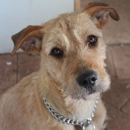 LalaLoopsy aka Belle