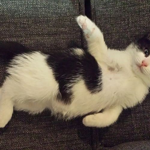 Max