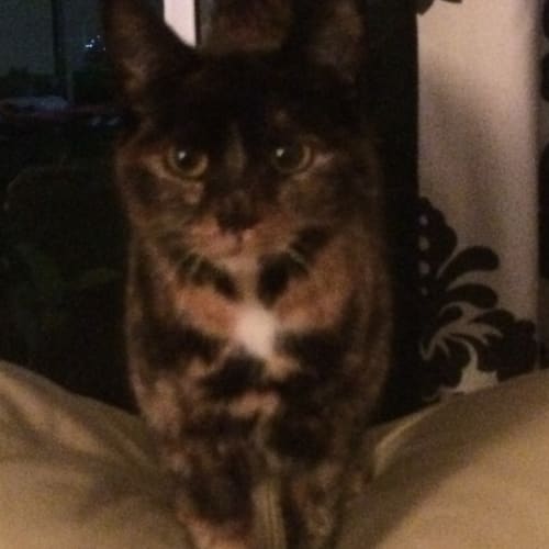 Maggie (The Pet House, Erina)