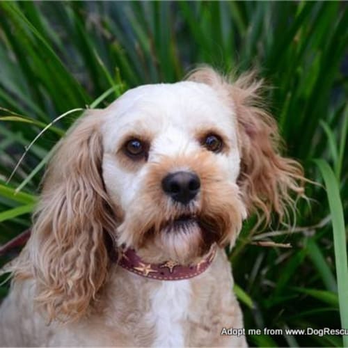 Jack the Cavoodle (On Trial 17/9/14)