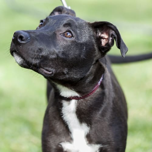 Buddha (On Trial 21/9/14) ~ kelpie x Staffy