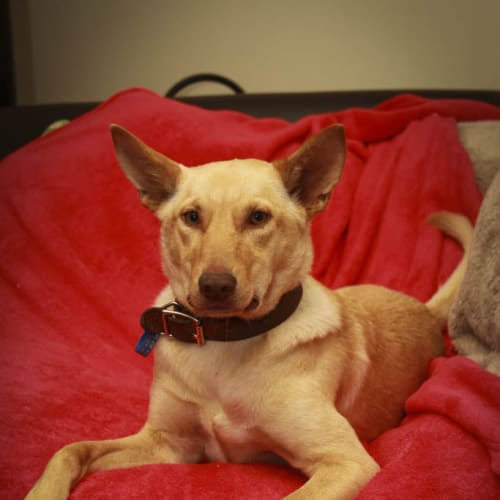 Lottie (On Trial 3/10/14 ~ Blonde kelpie