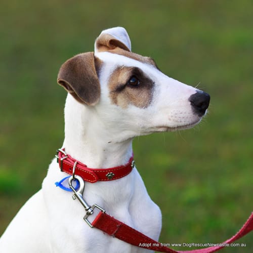 Chester (On Trial 13/9/14)~ Cat and Dog Friendly