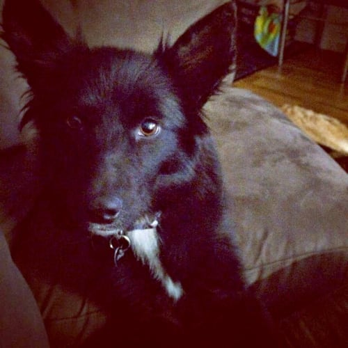 Asha