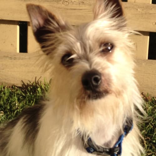 Ricky ~ Silky Terrier (no longer availablel)