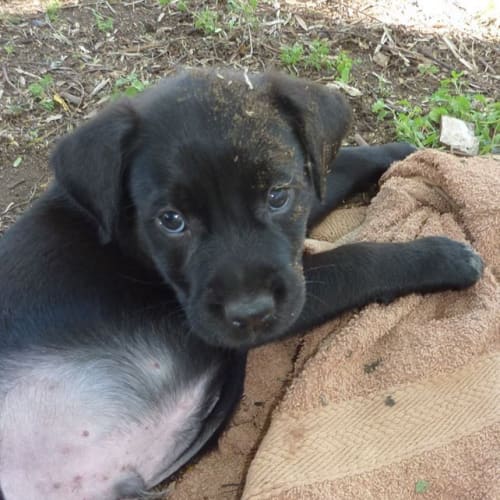 Bugsy (adoption pending)