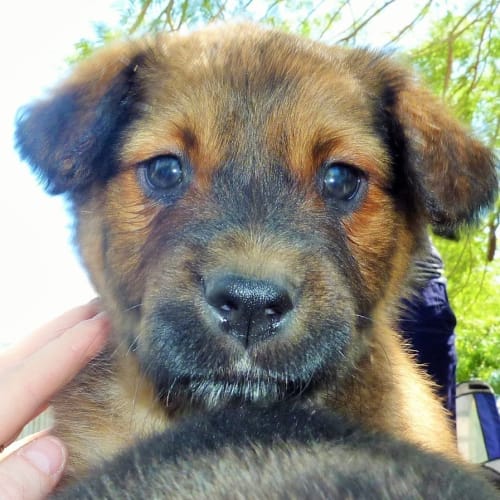 Don (adoption pending)