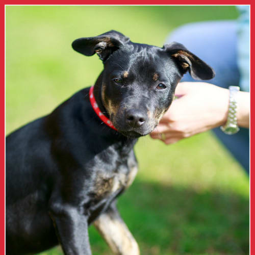 Charli ~ fem Dachshund x kelpie (On Trial 20/9/14)