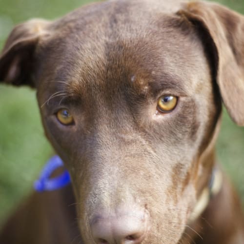 Duke (On Trial 25/9/14)