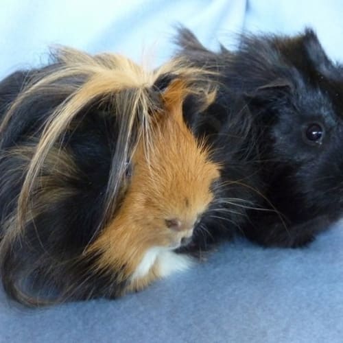 Spike and Salem